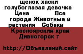 щенок хаски  голубоглазая девочка › Цена ­ 12 000 - Все города Животные и растения » Собаки   . Красноярский край,Дивногорск г.